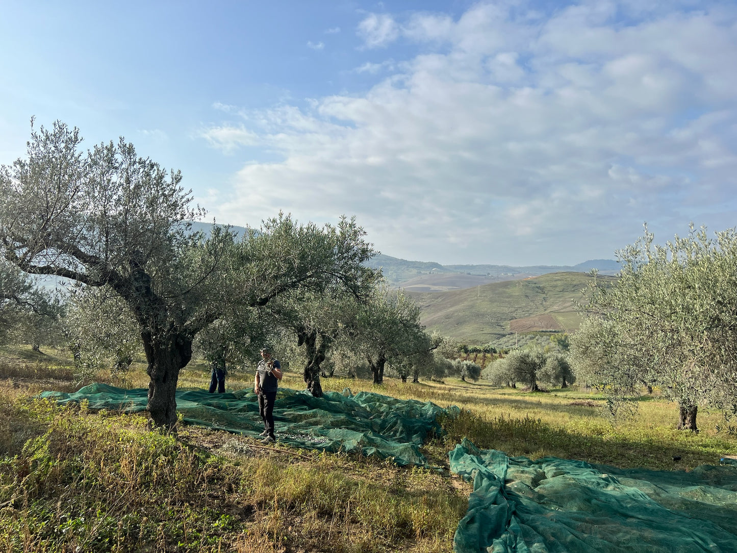 ELSA - Pure & Organic Sicilian Olive Oil