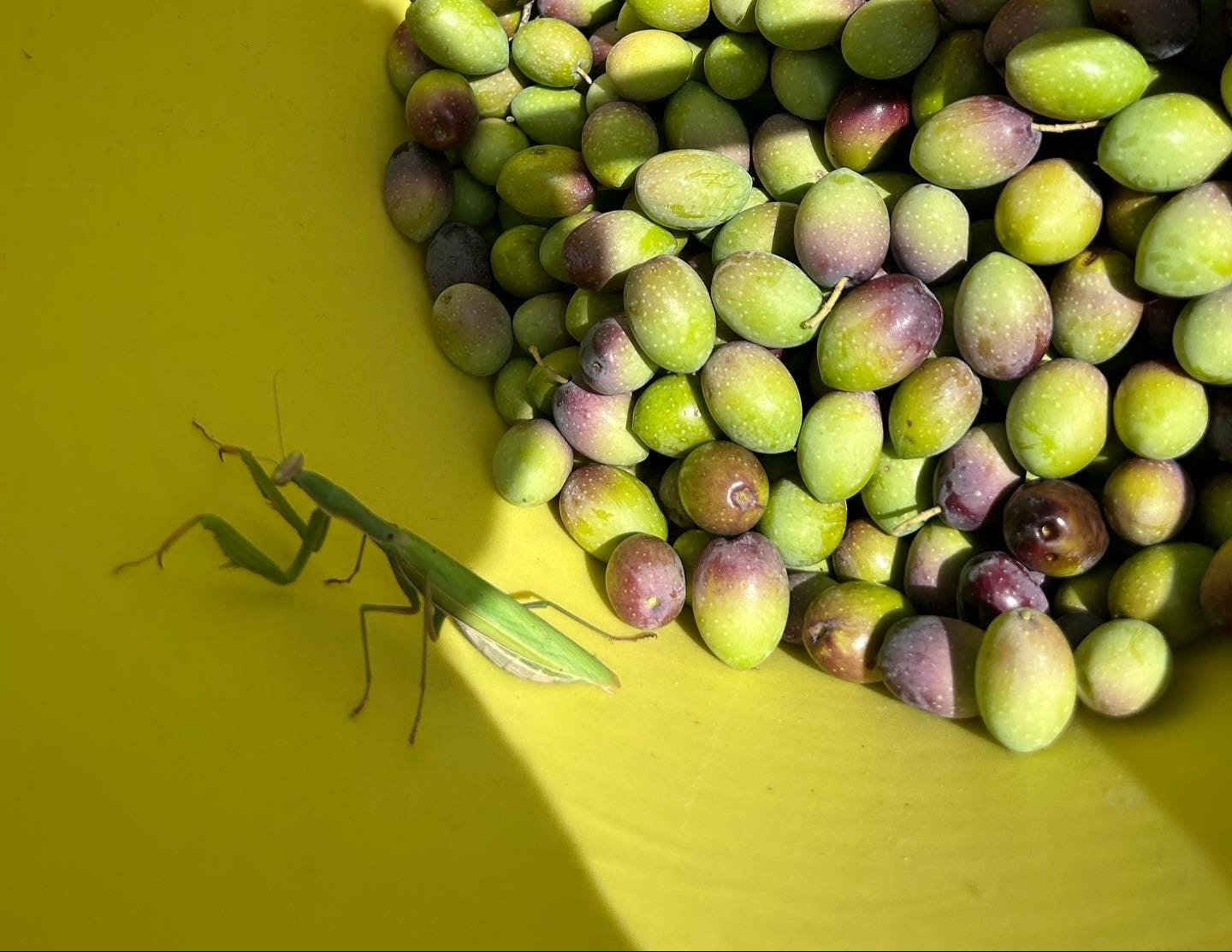 ELSA - Pure & Organic Sicilian Olive Oil