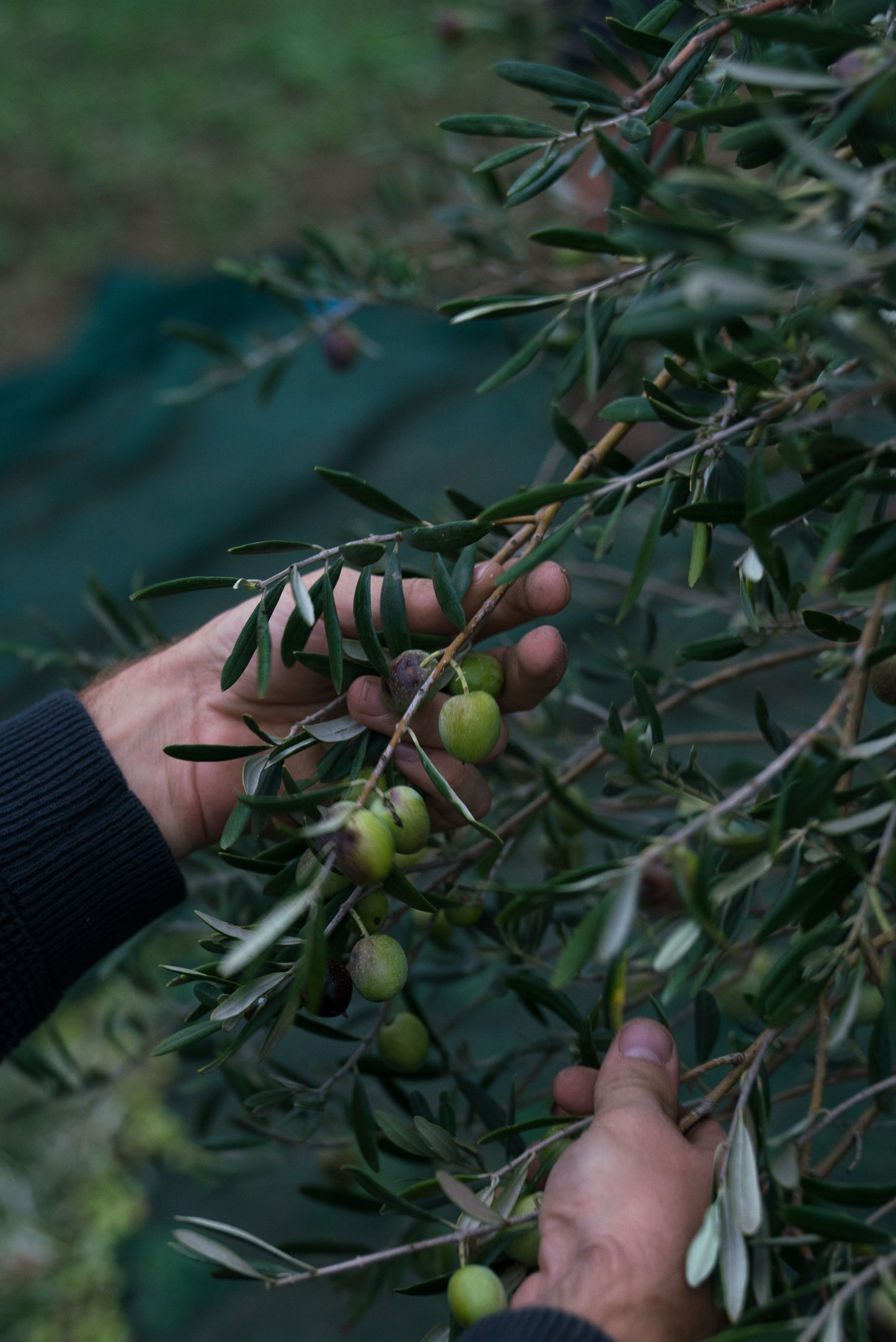 ELSA - Pure & Organic Sicilian Olive Oil