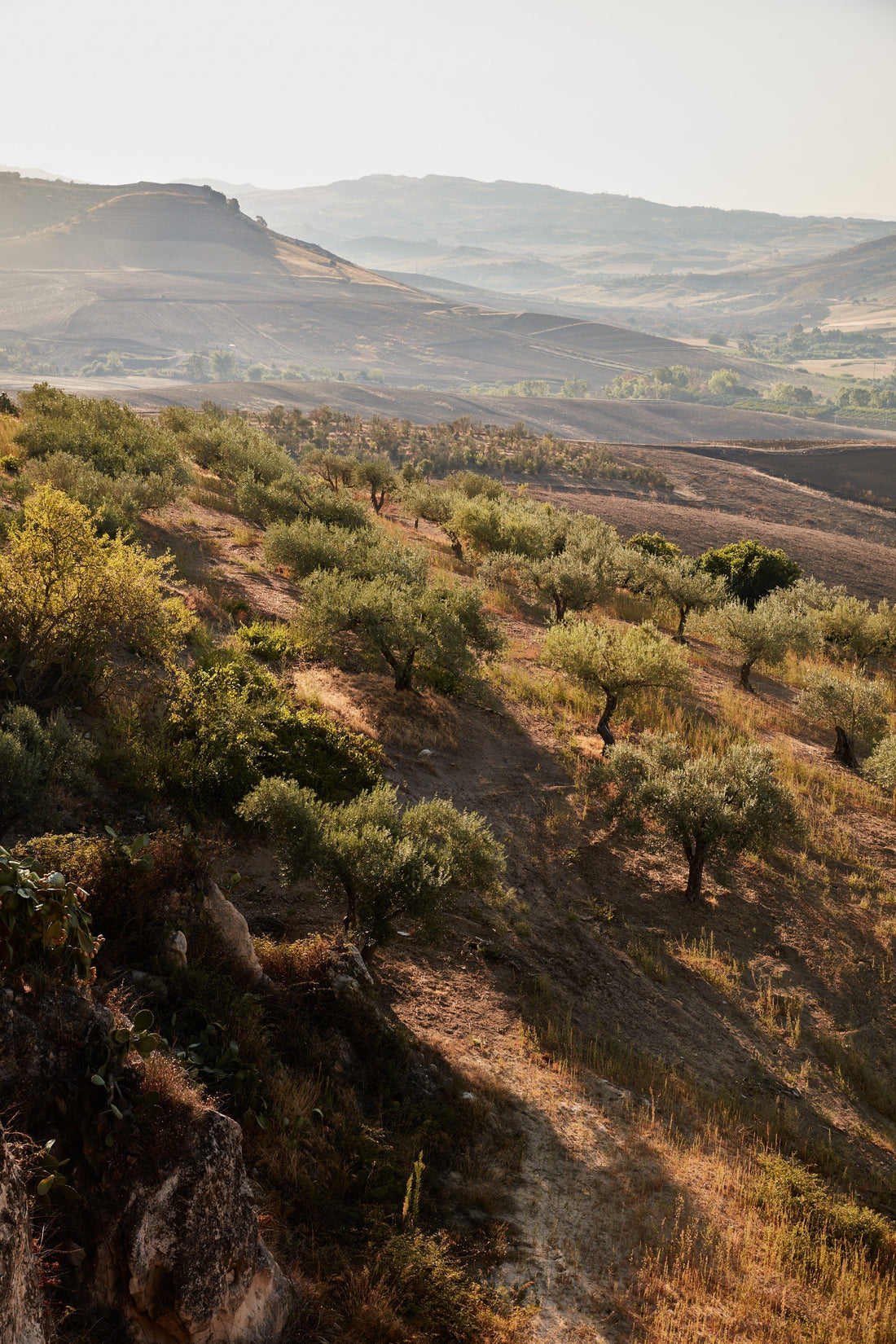 The rich history of Olive Oil in Sicily