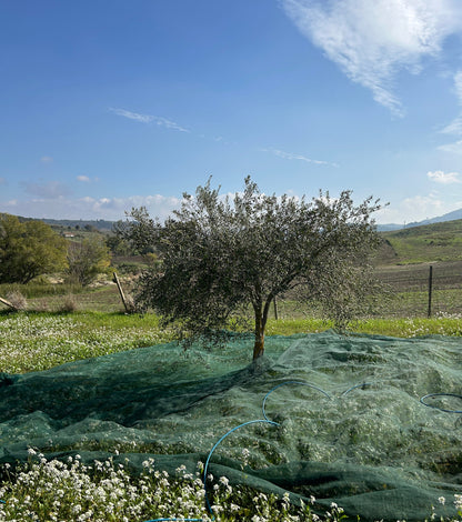 ELSA - Pure & Organic Sicilian Olive Oil