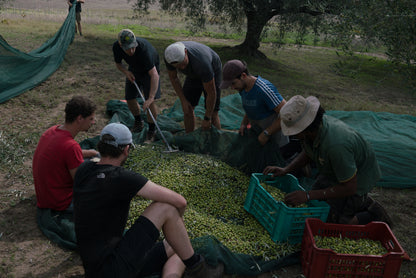 ELSA - Pure & Organic Sicilian Olive Oil