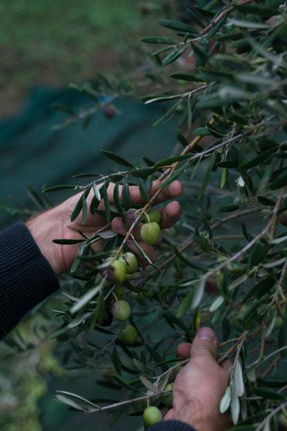 ELSA - Pure & Organic Sicilian Olive Oil